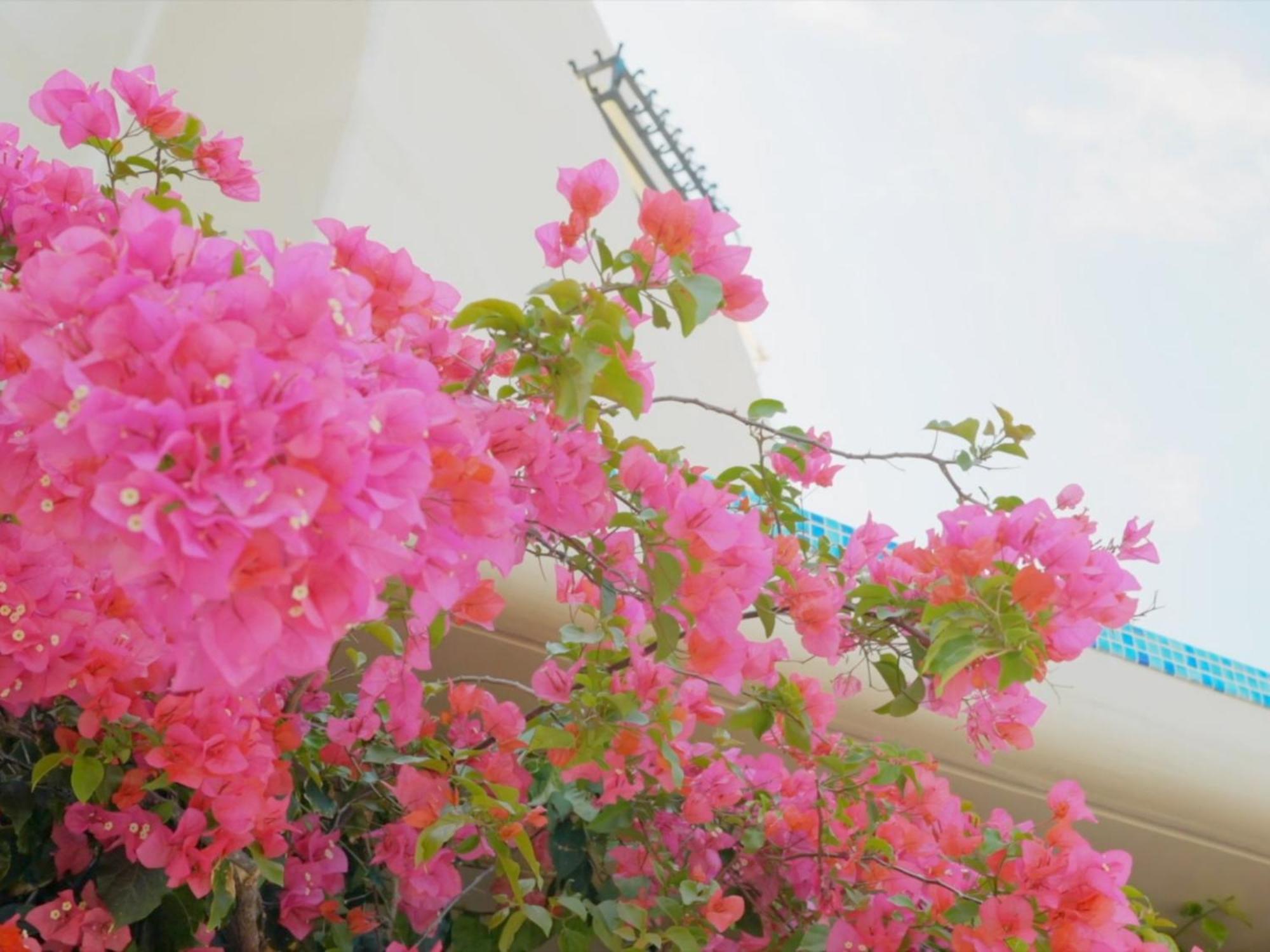 Yuki Suite Kourijima 나키진 외부 사진